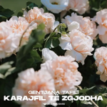 Gentjana Tafili - Karajfil Të Zgjodha