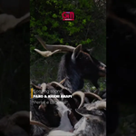 Paro & Haxhi Arapi - Perlat E Labërisë