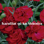 Illyro - Karafilat Që Ka Shkodra